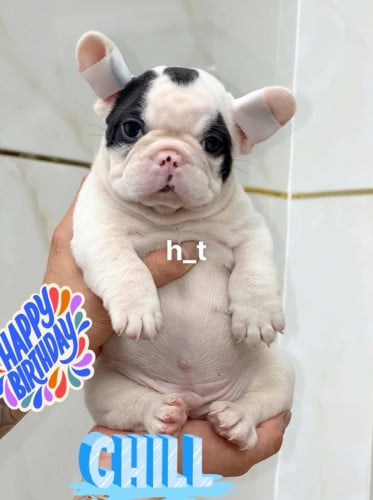 French Bulldog Pre Order 1 days