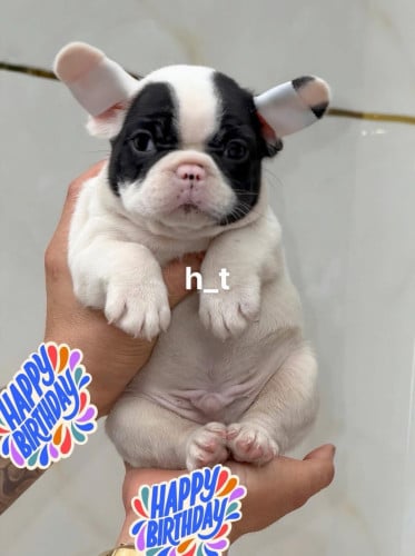 French Bulldog Pre Order 1 days