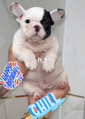 French Bulldog Pre Order 1 days