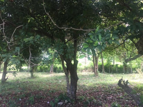 LAND FOR SALE KEP