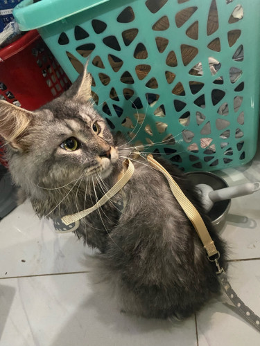 Main coon