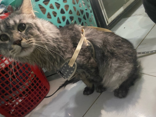 Main coon