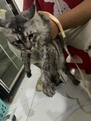 Main coon