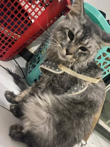 Main coon