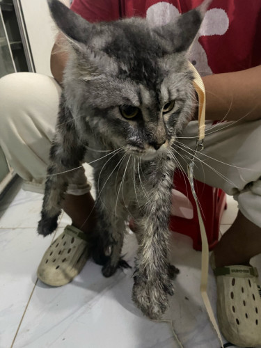 Main coon