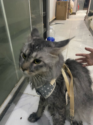 Main coon