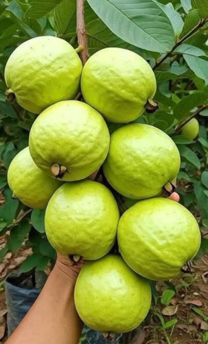 ជីកំប៉ុសទឹក កសិកម្មធម្មជាតិ ប្រើបានទៅលើដំណាំហូប ផ្លែនិង បន្លែទូទៅ គុណភាពល្អនិងសុវត្ថិភាពចំពោះការប្រើ
