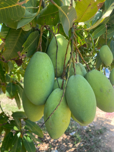 ជីកំប៉ុសទឹក កសិកម្មធម្មជាតិ ប្រើបានទៅលើដំណាំហូប ផ្លែនិង បន្លែទូទៅ គុណភាពល្អនិងសុវត្ថិភាពចំពោះការប្រើ
