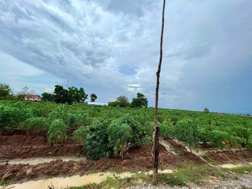 ដីលក់បន្ទាន់ នៅក្រុងបាត់ដំបង