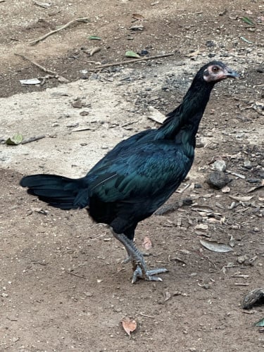 1=20$ ជំទង់​