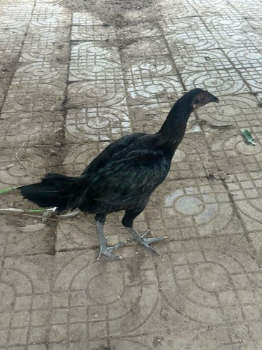 1=20$ ជំទង់​