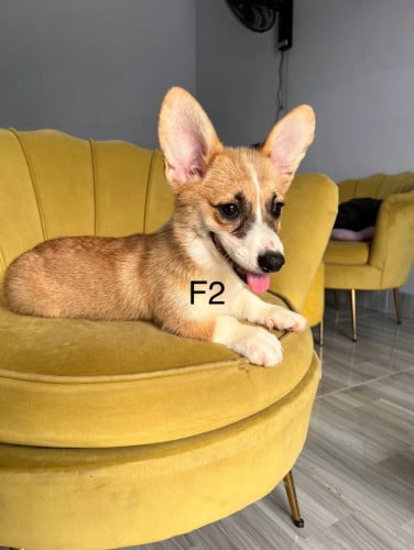 Corgi