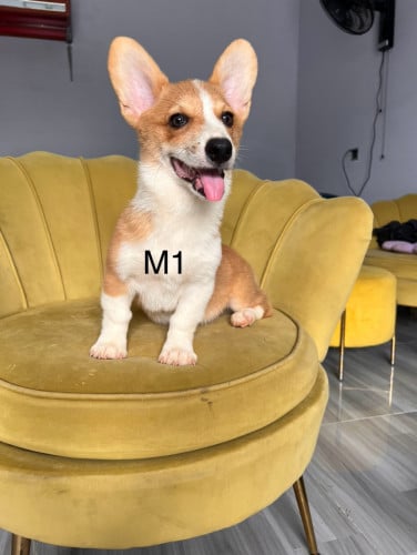 Corgi