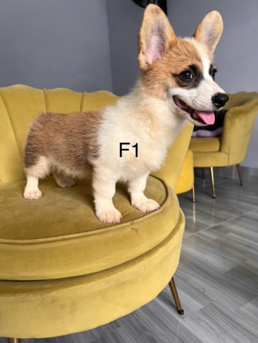 Corgi