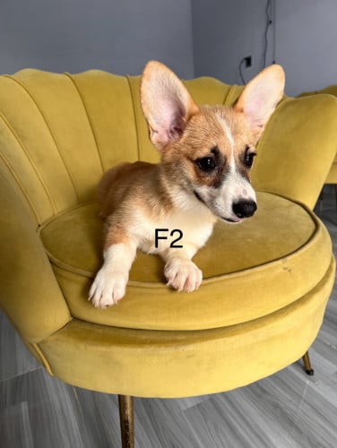 Corgi