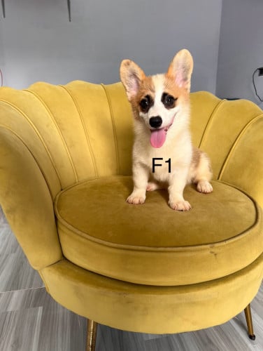 Corgi