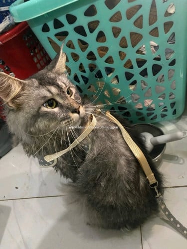 Main coon