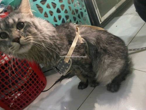 Main coon