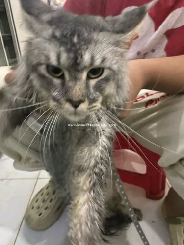Main coon