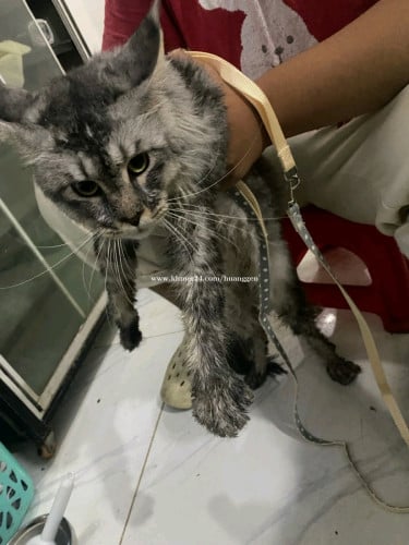 Main coon