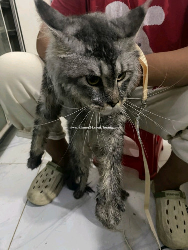 Main coon
