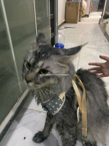 Main coon