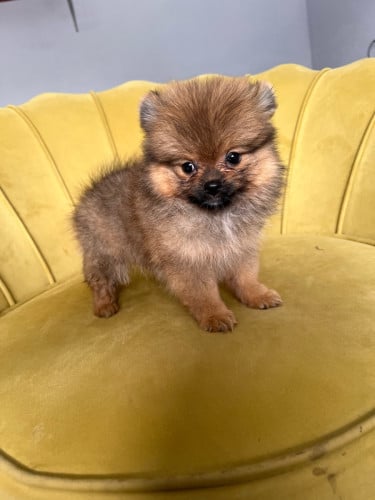 Pom mini teacup