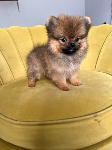 Pom mini teacup