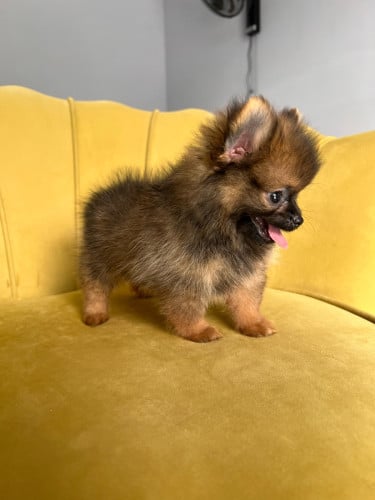 Pom mini teacup