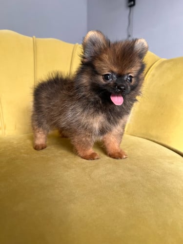 Pom mini teacup