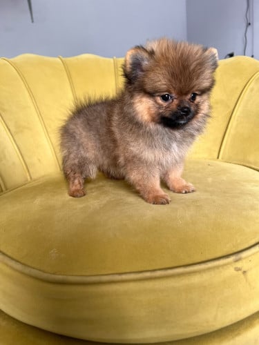 Pom mini teacup