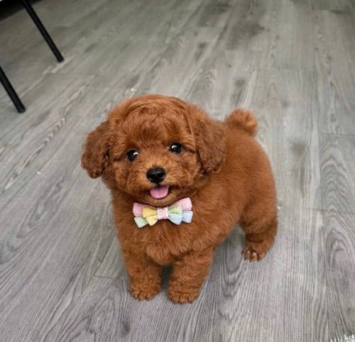 Poodle vip