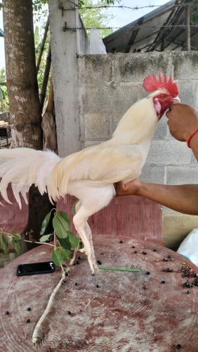 ពូជមាន់ជំផន