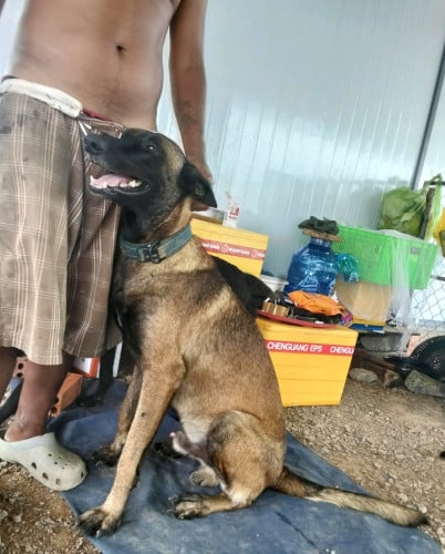 Belgian Malinois