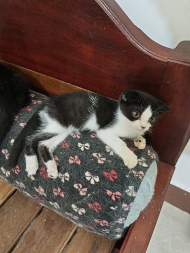 British Shorthair Kitten 3 Months