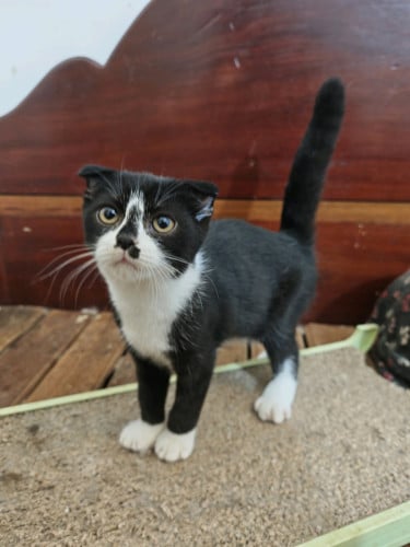 British Shorthair Kitten 3 Months