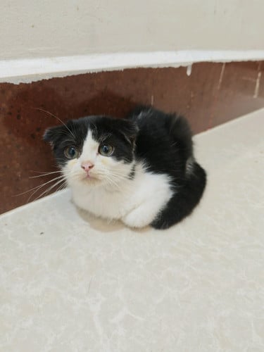 British Shorthair Kitten 3 Months