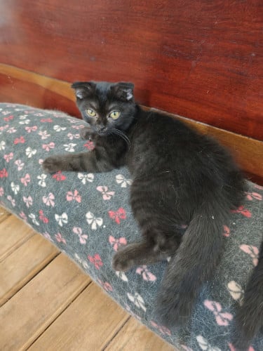 British Shorthair Kitten 3 Months