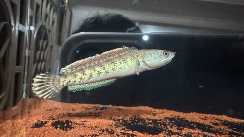 Channa Auranti 10cm11cm ស្ទេីរ​Fin ចេះអួត​