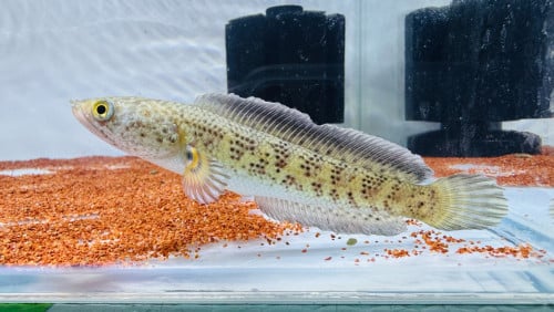Channa Auranti 10cm11cm ស្ទេីរ​Fin ចេះអួត​