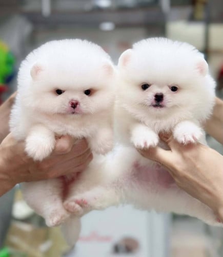 Pom boy