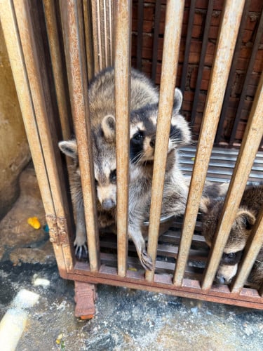Raccoon ចញ្ជឹមផ្ទាល់ខ្លួនអាយុ2ឆ្នាំញី សាំងចាប់លេងបាន កាលទិញ950$