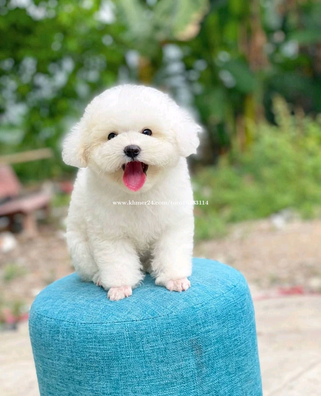 Poodle ViP