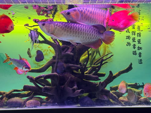 លក់គល់ឈើលំអរ