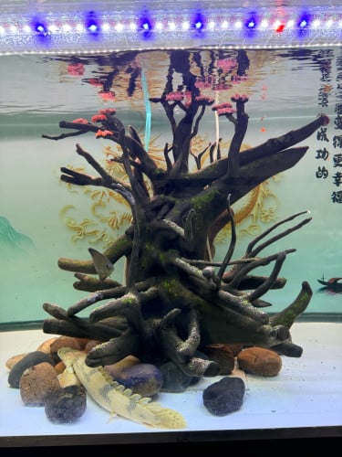 លក់គល់ឈើលំអរ