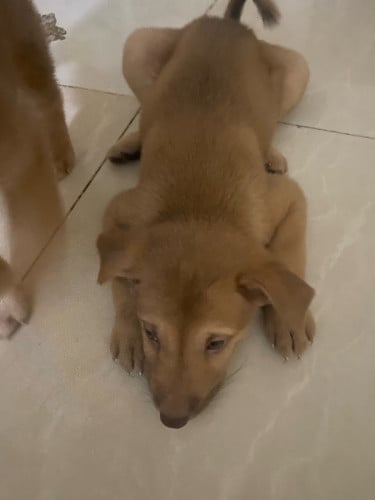 កូនឆ្កែចែក