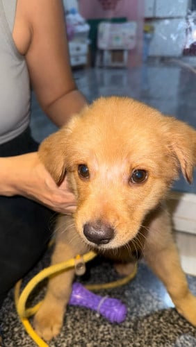 Golden (boy)