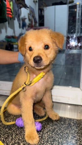 Golden (boy)
