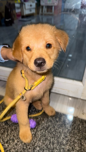 Golden (boy)