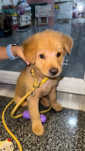 Golden (boy)